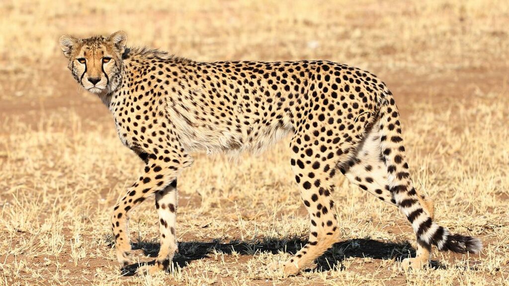 Naissance de triplés au zoo de Montpellier, la maman guépard et ses petits vont bien – ici, le média de la vie locale