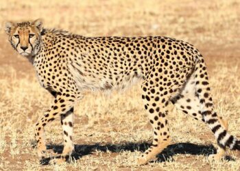 Naissance de triplés au zoo de Montpellier, la maman guépard et ses petits vont bien – ici, le média de la vie locale