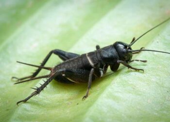 Emma Utgès directrice du Théâtre Le Guignol de Lyon – France Inter