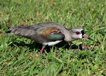 « Nobody Wants to Die », le film noir futuriste de l’été – France Inter