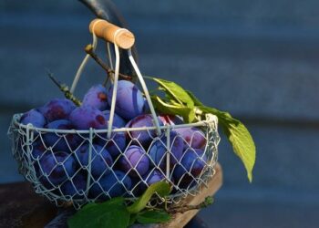 Basket – Coupe de France : l’Élan Béarnais recevra Strasbourg en 16e de finale – ici, le média de la vie locale