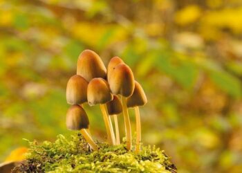 MiCA : comment ce règlement change-t-il le marché des crypto-actifs ? – Fin Tech – France – Mondaq