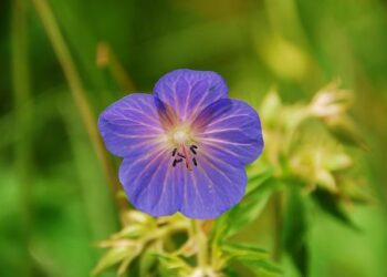 En France, l’électricité verte la moins chère vient des éoliennes terrestres – Ouest-France