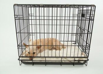 « Longlegs » avec Nicolas Cage, film d’horreur le « plus effrayant de l’année» a surpris le box-office – Le HuffPost « Longlegs » avec Nicolas Cage, film d’horreur le « plus effrayant de l’année» a surpris le box-office – Le HuffPost