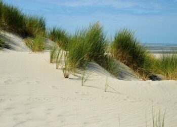 Hauts-de-France Business du mardi 4 février – Happywool.com : une transformation à Roubaix – BFMTV