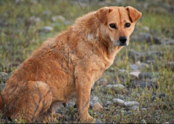 Egypte : les chiens errants volent la vedette aux pyramides de Gizeh – franceinfo