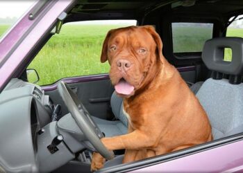 L’école supérieure de conduite de travaux est sur les rails, à Nantes – France Live