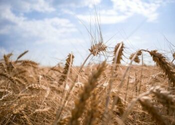 Réunion informelle sur l’Ukraine à Paris : « les États-Unis ne sont plus un allié fiable » – FRANCE 24