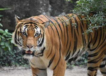 NMA 2024 : les artistes Sony Music Nommés ! – Sony Music Entertainment France