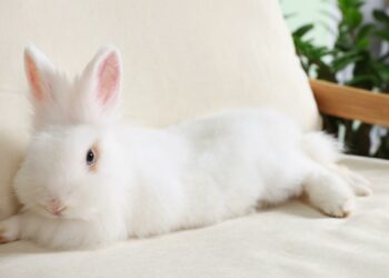 Le premier bar à lapins de France, avec boules de poils à adopter, va ouvrir à Bordeaux – Le Bonbon