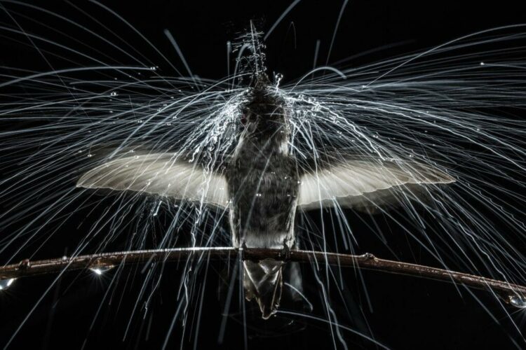 Quand science et spectacle se rencontrent : finale nationale du concours de vulgarisation scientifique « Ma thèse en 180 secondes – Centre national de la recherche scientifique (CNRS)