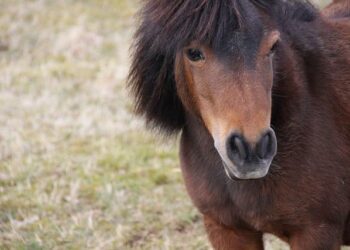 La France a fortement augmenté ses importations de GNL russe – Les Échos La France a fortement augmenté ses importations de GNL russe – Les Échos