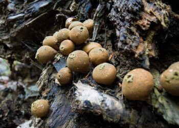 Biodiversité : quel avenir pour le loup en France ? – La Croix