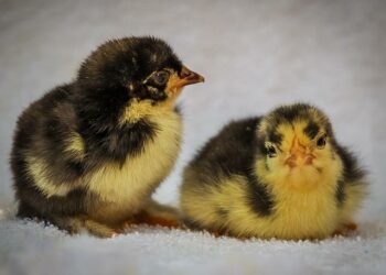 Deux blessés par balles après des tirs dans le quartier Bottière à Nantes | Presse Océan – Ouest-France Deux blessés par balles après des tirs dans le quartier Bottière à Nantes | Presse Océan – Ouest-France