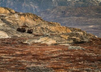 Elon Musk en modèle, retour aux 39 heures, danger à Nantes : les vérités de Christelle Morançais – Ouest-France