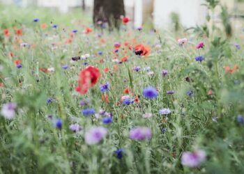 Luka Faulisi – Sony Music Entertainment France