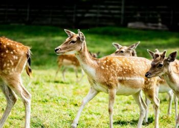 « C’est merveilleux de tourner ici »… Villefranche-de-Rouergue devient Paris pour la prochaine production de France Télévisions – La Dépêche du Midi