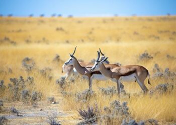 Series des Nations : Les Springboks défient la France dans un choc à Paris – LesNews – Le Web est à nous