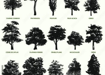 Malgré leur combat, les arbres vont tomber à Nantes Nord – Ouest-France