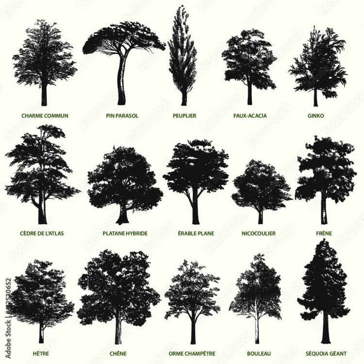 Malgré leur combat, les arbres vont tomber à Nantes Nord – Ouest-France