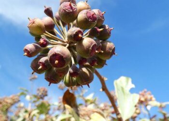 Algériens expulsés de France : le coup de pression d’Air Algérie – Le Point