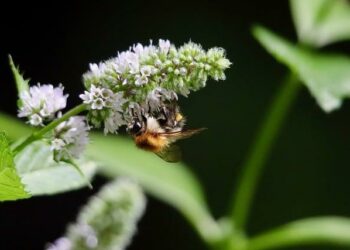 « Je revois les bombes agricoles aux pieds de Letizi » – Eurosport FR