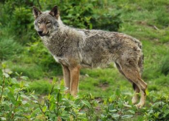 Les clés pour comprendre la présence du loup en France – Science et Vie