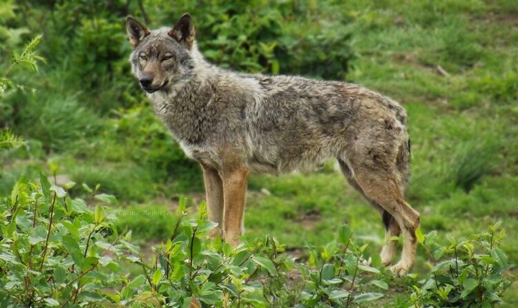 Les clés pour comprendre la présence du loup en France – Science et Vie