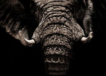 En Côte d’Ivoire, la France rétrocède sa base militaire d’Abidjan au terme d’un long processus – Le Monde En Côte d’Ivoire, la France rétrocède sa base militaire d’Abidjan au terme d’un long processus – Le Monde