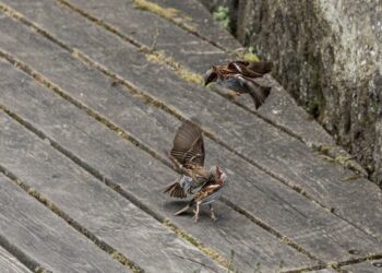 « Les tentatives » : la nouvelle campagne de Santé publique France pour encourager le sevrage tabagique – Génération Sans Tabac