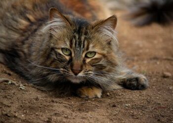 « On attend Léon Marchand » : Montpellier va accueillir les championnats de France de natation grand bassin en juin 2025 – Midi Libre