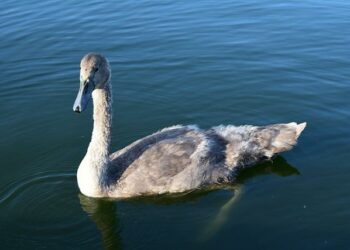 PODCAST : L’Edito de Raphaël Legendre : Milton Friedman et le budget de la France – 18/02 – BFM Business PODCAST : L’Edito de Raphaël Legendre : Milton Friedman et le budget de la France – 18/02 – BFM Business