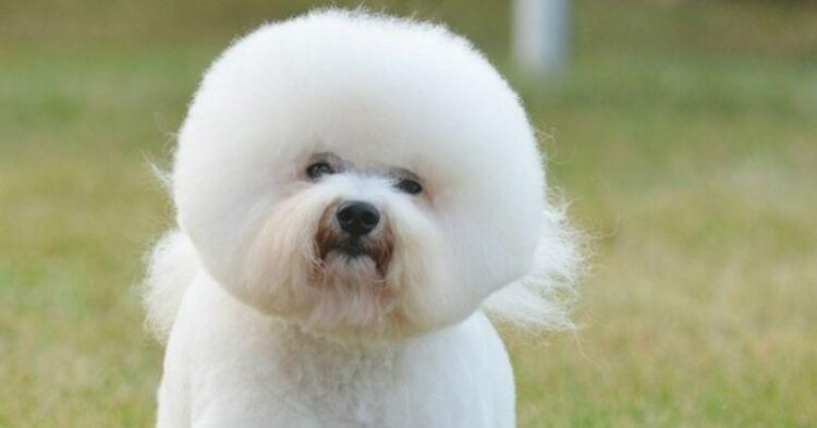 Sortie en France: des critiques mitigées pour le film «Chien blanc» d’Anaïs Barbeau-Lavalette – Le Journal de Montréal Sortie en France: des critiques mitigées pour le film «Chien blanc» d’Anaïs Barbeau-Lavalette – Le Journal de Montréal