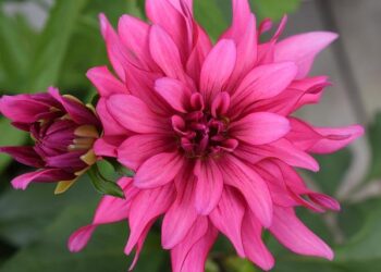 Entre la France et le Maroc, les tomates cerises de la discorde – L’Opinion