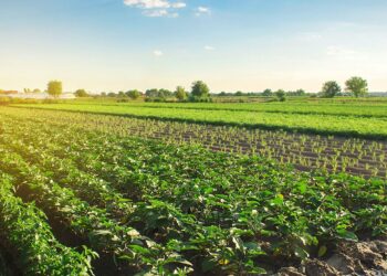 Agriculture et rugby, un XV de France en partage – par Sébastien Abis et Jérémie Lecha – L’Opinion