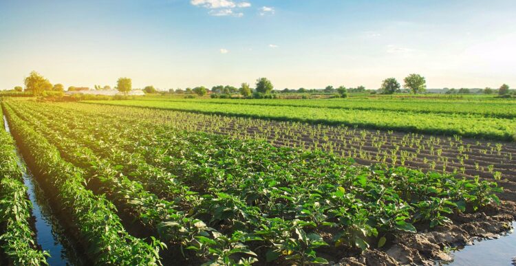 Agriculture et rugby, un XV de France en partage – par Sébastien Abis et Jérémie Lecha – L’Opinion Agriculture et rugby, un XV de France en partage – par Sébastien Abis et Jérémie Lecha – L’Opinion
