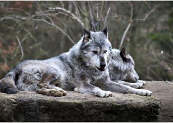 Wolfs : avant même la sortie du film en France, Apple TV+ annonce une suite avec Brad Pitt et George Clooney – Diverto