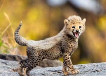 Naissance de trois bébés guépards au zoo de Montpellier, les premiers de l’année en Europe – Ouest-France