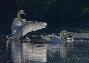 Ce soir sur France 5, « Science grand format » enquête sur ce que les oiseaux nous disent des dinos – Ouest-France