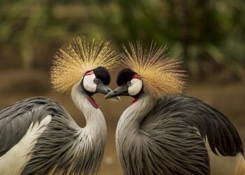 Ce soir sur France 5, « Science grand format » enquête sur ce que les oiseaux nous disent des dinos – France Live