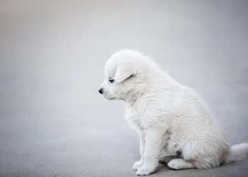 Plusieurs cas d’empoisonnement de chiens signalés dans des parcs autour de Bordeaux – BFMTV