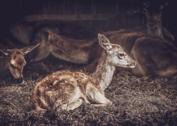 Bambi, L’histoire d’une vie dans les bois – AlloCiné Bambi, L’histoire d’une vie dans les bois – AlloCiné