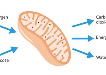 Respiration : la science à pleins poumons – France Culture