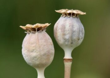 Une capsule à la découverte de nos estomacs au CHU de Nantes – Hit West