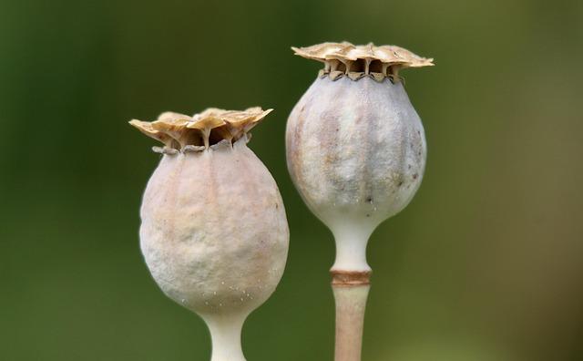 Une capsule à la découverte de nos estomacs au CHU de Nantes – Hit West