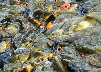 Exobiologie : c’est l’histoire de la vie ailleurs – France Culture