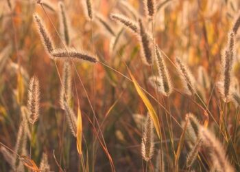 La mobilisation se poursuit contre le projet de fusion Atout France -Business France – L’Hôtellerie Restauration