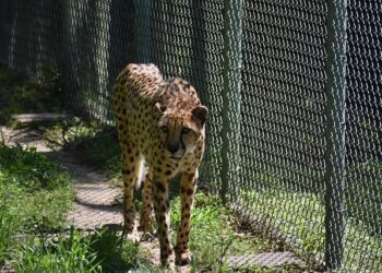 2021, les nouvelles frontières de l’entertainment – Et demain notre ADN