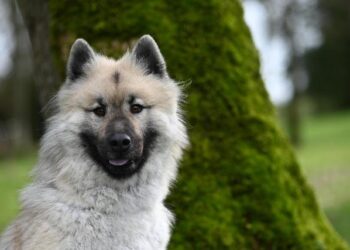 Méline Rollin ne détient plus le record de France du marathon, son chrono battu à Séville – L’Ardennais