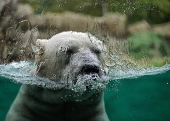 Climat et médias : transmission impossible ? – France Culture